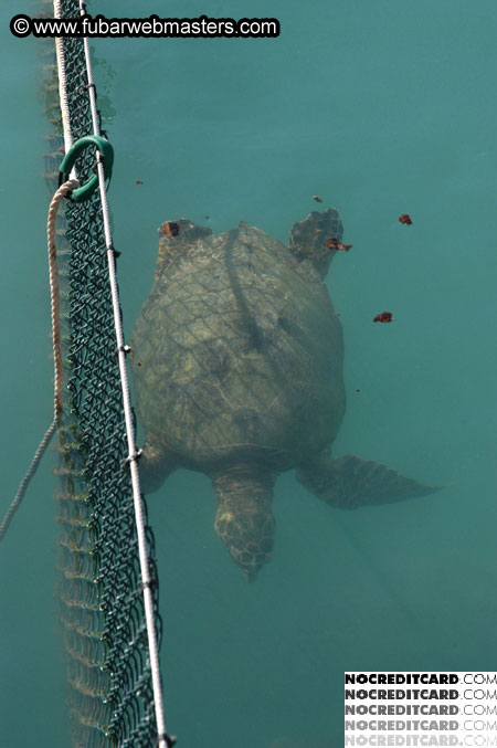 Encounter the Dolphins 2003