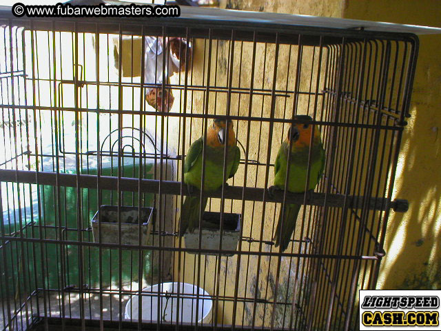 Bonaire Snorkeling 2003