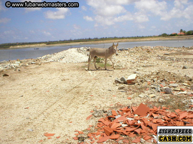Bonaire Snorkeling 2003
