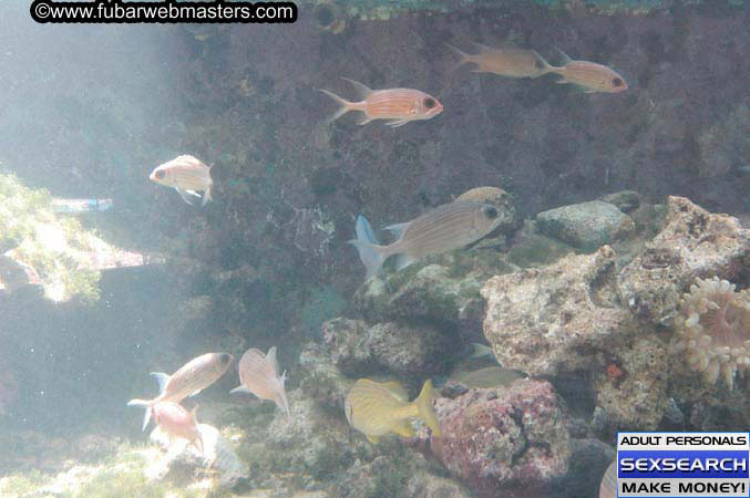 Local Billing Dolphin Encounter and Swim 2005