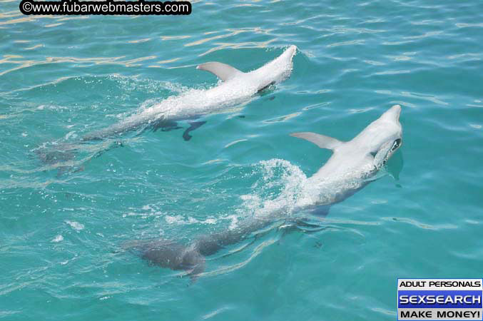 Local Billing Dolphin Encounter and Swim 2005
