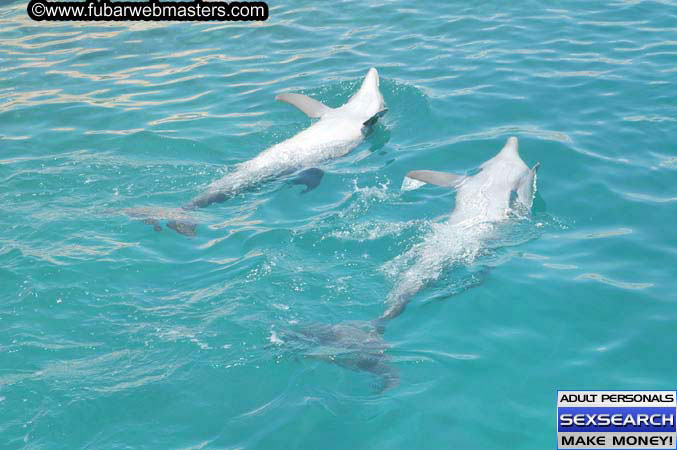 Local Billing Dolphin Encounter and Swim 2005