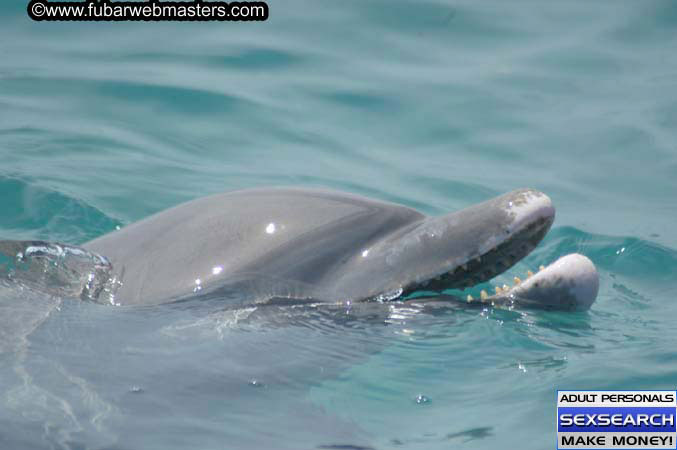 Local Billing Dolphin Encounter and Swim 2005