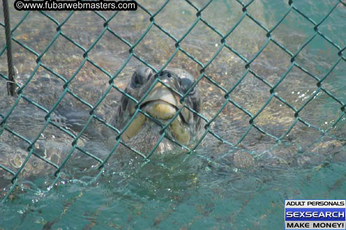 Animal Encounter and Shark Feeding Dive 2005