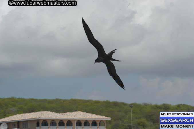  Animal Encounter and Shark Feeding Dive 2005