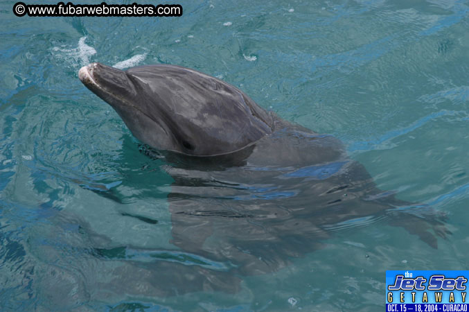Saturday'sDolphin Swim Adventure and Animal Encounter 2004