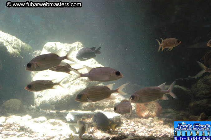 Saturday'sDolphin Swim Adventure and Animal Encounter 2004