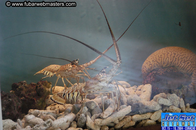 Saturday'sDolphin Swim Adventure and Animal Encounter 2004