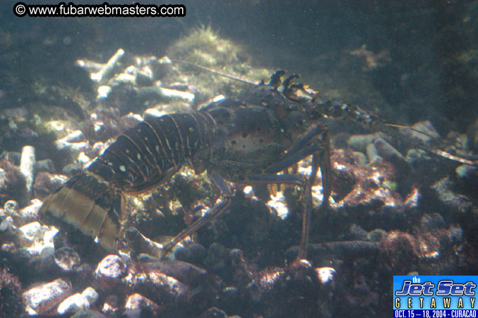 Saturday'sDolphin Swim Adventure and Animal Encounter 2004