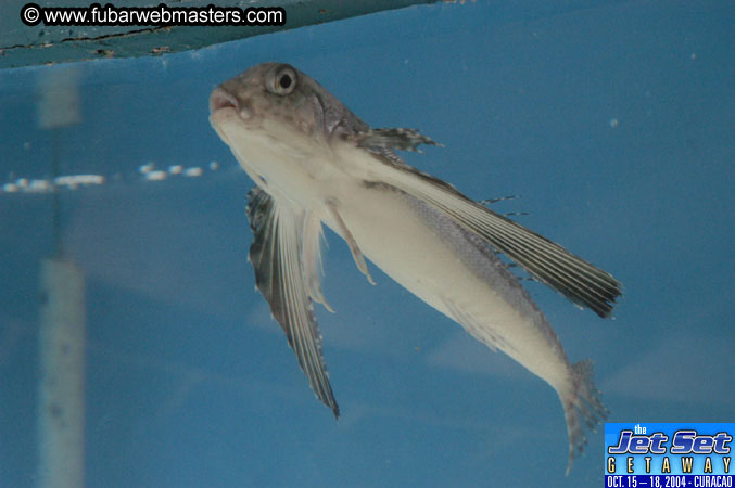 Saturday'sDolphin Swim Adventure and Animal Encounter 2004