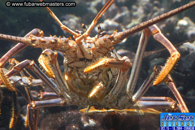 Saturday'sDolphin Swim Adventure and Animal Encounter 2004