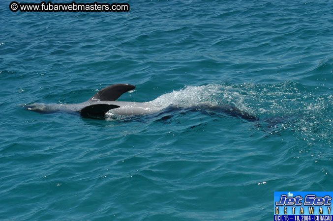 Saturday'sDolphin Swim Adventure and Animal Encounter 2004