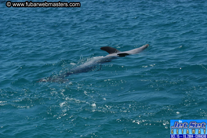 Saturday'sDolphin Swim Adventure and Animal Encounter 2004