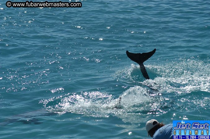Saturday'sDolphin Swim Adventure and Animal Encounter 2004