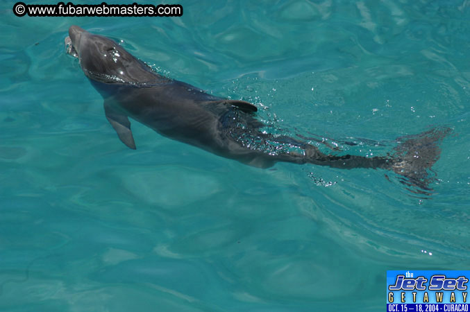 Sunday's Dolphin Swim Adventure and Animal Encounter 2004