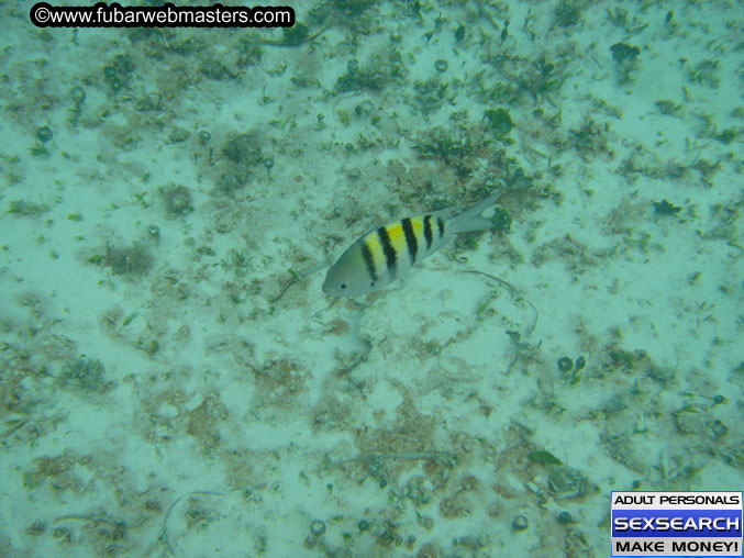 The Jungle Tour 2005