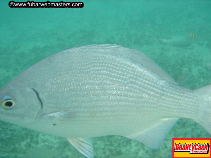 The Jungle Tour 2005