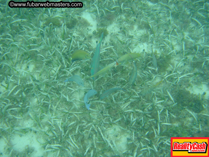 The Jungle Tour 2005